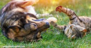 Sympathy Messages for Loss of Pet